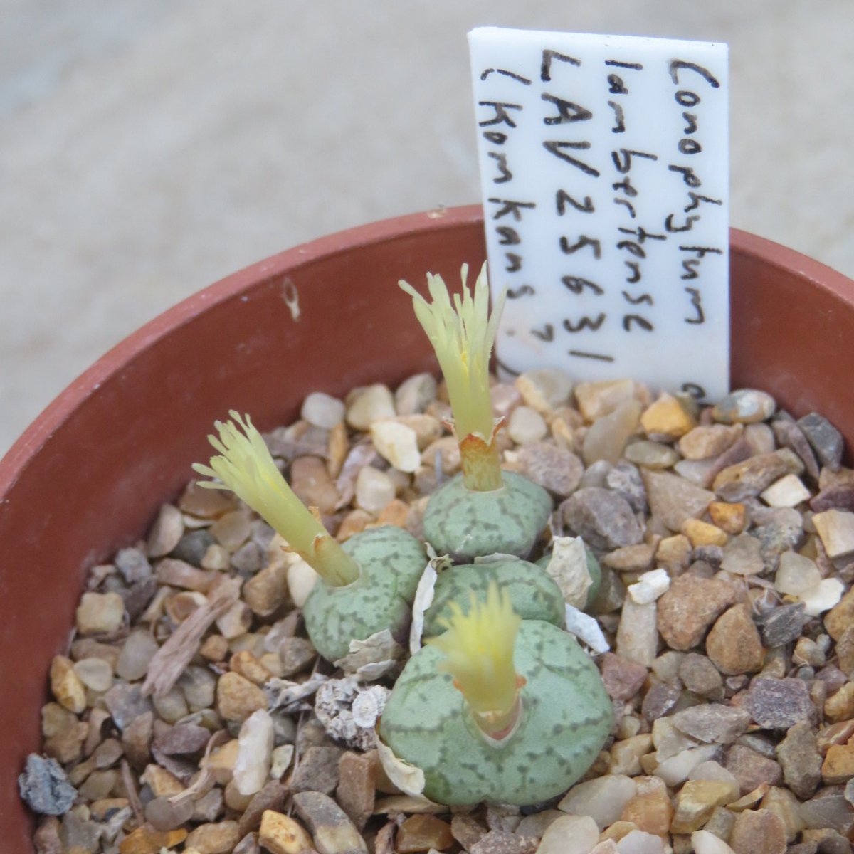 Khaph's tweet photo. How about a Conophytum as an exciting change? Conophytum obcordellum lambertense LAV25631. This is a night-flowering species so they're not properly open yet. #conophytum #mesembs #succulents #HouseplantHour https://t.co/zQ4yyJ2zAp