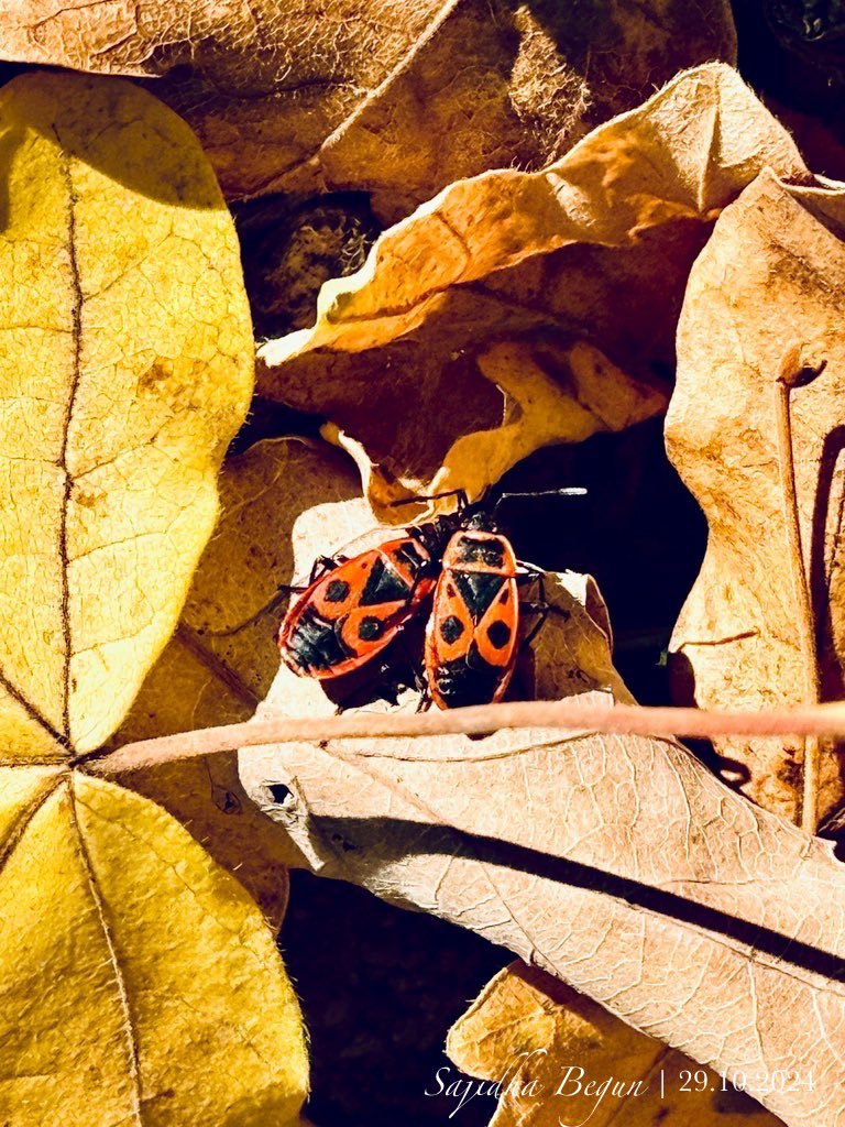 photokaffee's tweet photo. #AutumnBudget #tuesdayvibe #Deepavali2024 #instagramdown #Inktober 

Firebugs burning bright in autumn’s spotlight 

@mazraara wie denkst du? https://t.co/8EmXdnVtAV