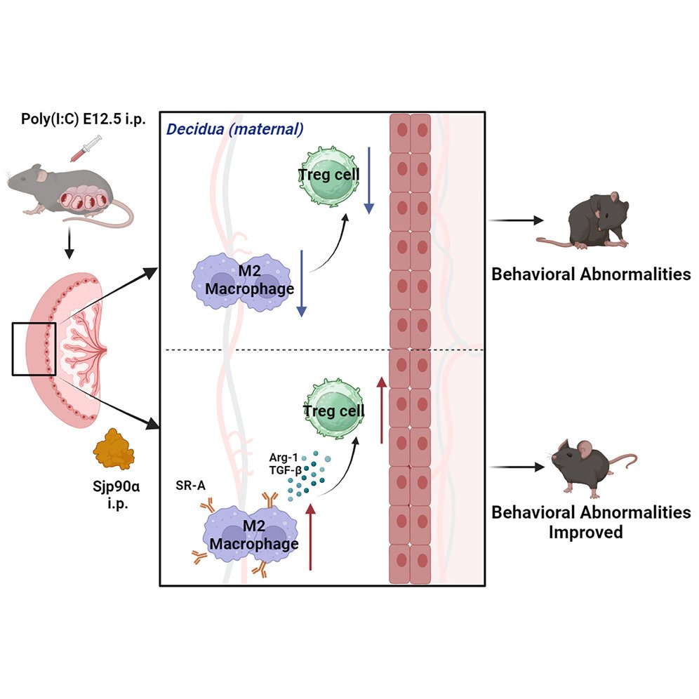 John Lukens (@lukensjohnr) on Twitter photo The rebalancing of the immune system at the maternal-fetal interface ameliorates autism-like behavior in adult offspring. <a href="/CellReports/">Cell Reports</a> cell.com/cell-reports/f… The rebalancing of the immune system at the maternal-fetal interface ameliorates autism-like behavior in adult offspring. <a href="/CellReports/">Cell Reports</a> cell.com/cell-reports/f…