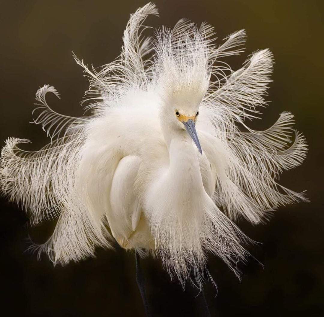 MbarkCherguia's tweet photo. Snowy Egret 

📷: Anita.ross.wildlife ©️

#birds #photography #nature https://t.co/4KoHqurwqK