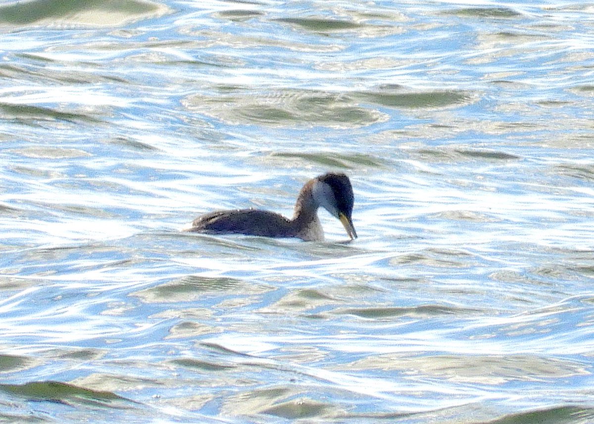 NeilSimms1's tweet image. Red necked grebe in the estuary, South Gare this afternoon @teesbirds1 @nybirdnews @DurhamBirdClub