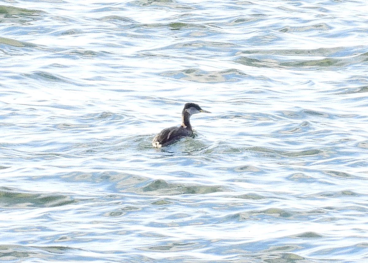 NeilSimms1's tweet image. Red necked grebe in the estuary, South Gare this afternoon @teesbirds1 @nybirdnews @DurhamBirdClub