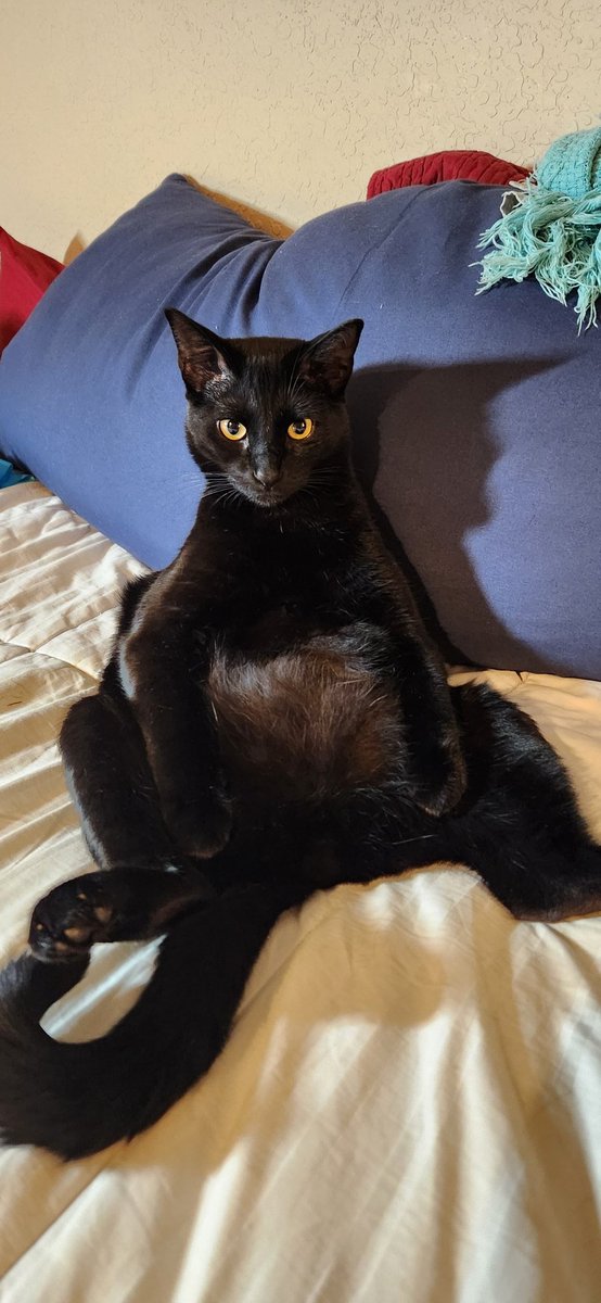 #NationalCatDay
Don't sit around...#GOVOTE!