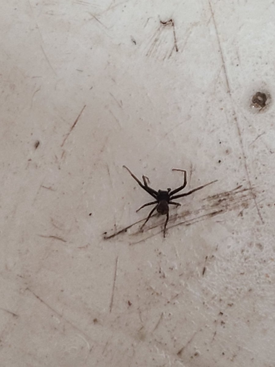 Twilightalpha64's tweet photo. Sink spider. No matter if it gets out, it will always get back into the sink. https://t.co/VxVYRJ465w