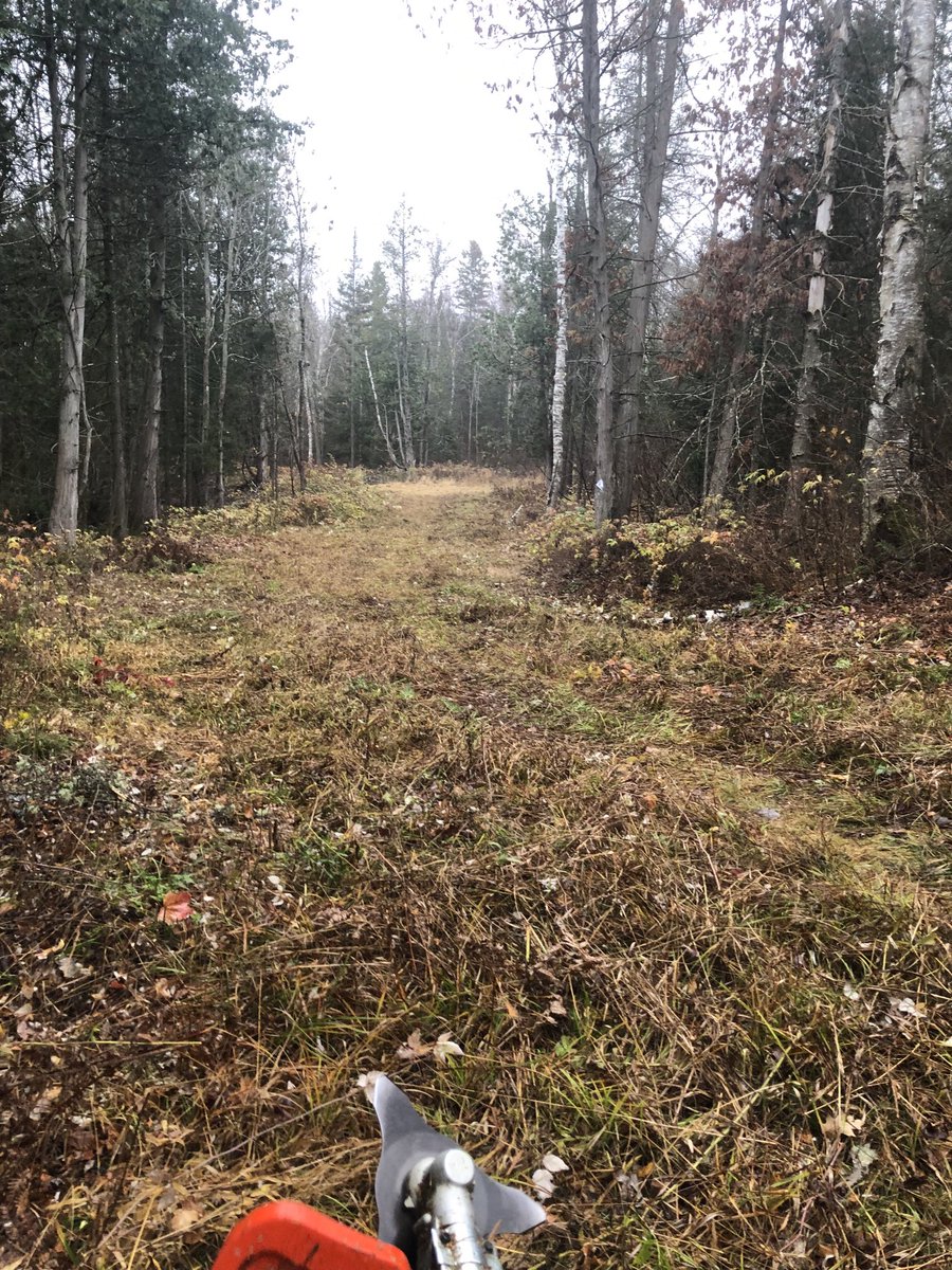 NipissingTrails's tweet image. It is a ducky evening on the campus trails, clearing back the jungle, step by step. #IncrementalGains