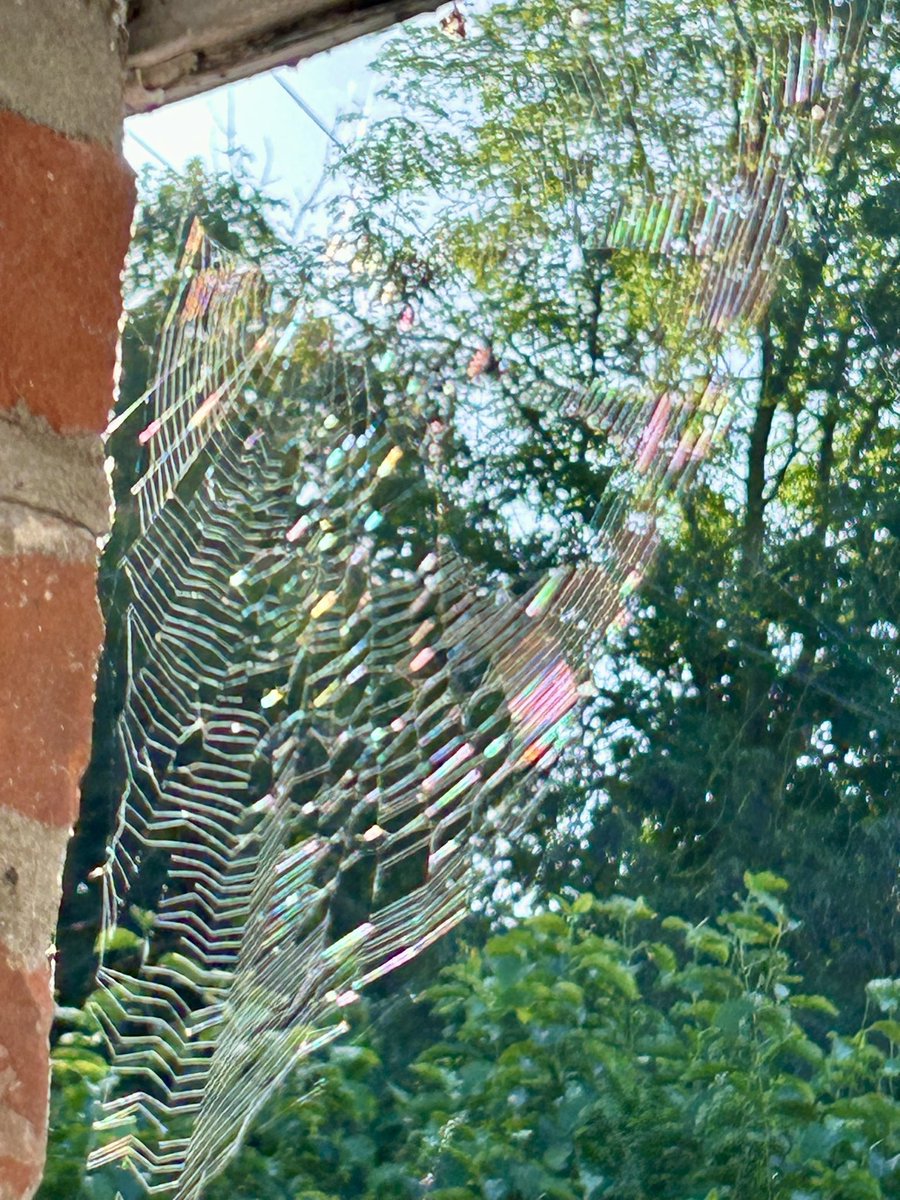 Sarah37880899's tweet photo. @CarlBovisNature Opened my front door to this shimmering beauty last Friday. 🕸️ https://t.co/mdLVQ8bQhx
