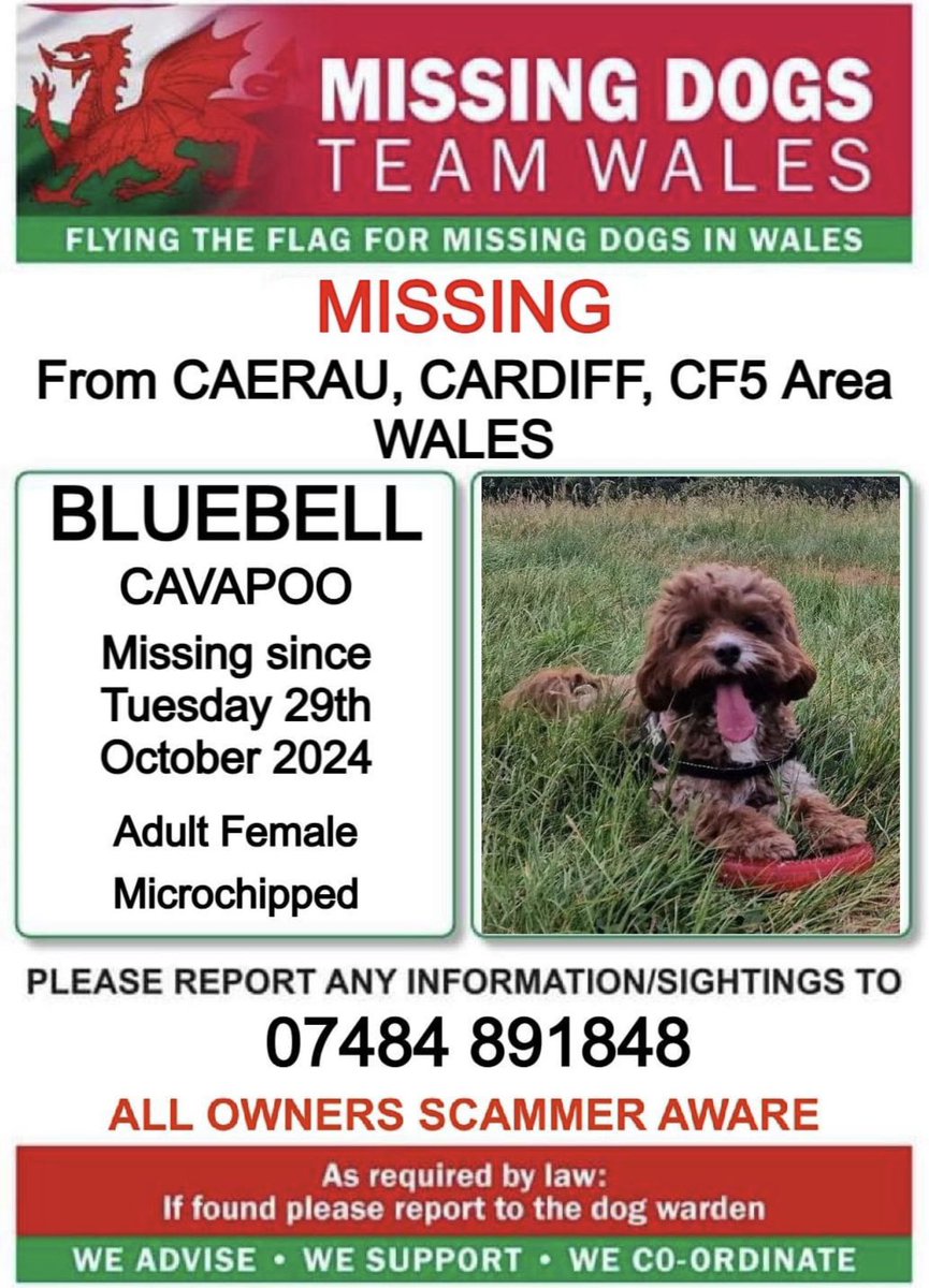 ❗❗#BLUEBELL #CAVAPOO MISSING FROM #CAERAU, #CARDIFF, CF5 Area #WALES ❗❗
❗SINCE TUESDAY 29th OCTOBER 2024.
❗❗PLEASE LOOK OUT FOR BLUEBELL AND CALL NUMBER ON POSTER WITH ANY SIGHTINGS/INFORMATION ❗