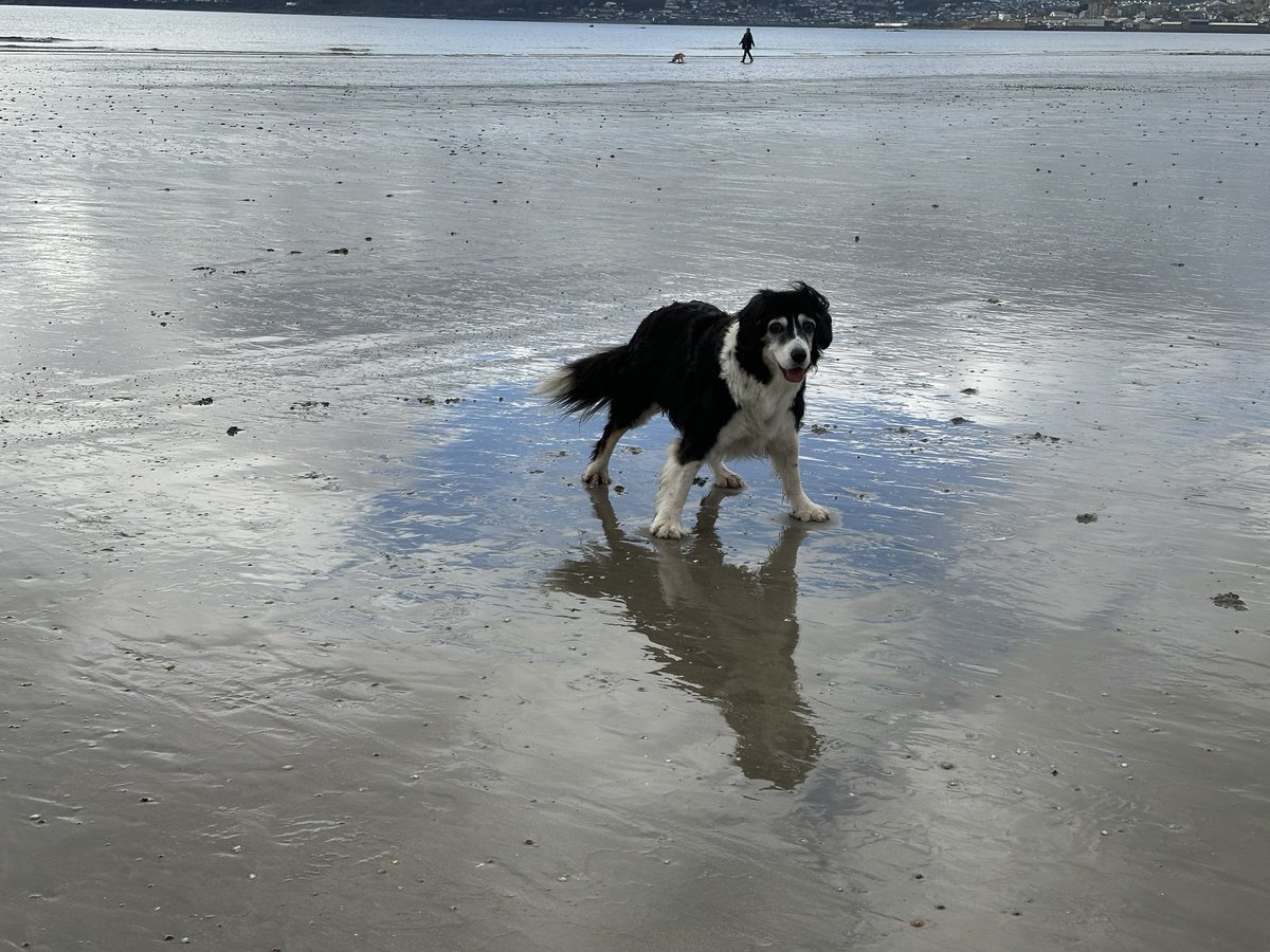 HabasherYanni's tweet photo. #longrock #Kernow #olddogsrule #Kernowdog https://t.co/fb7hFi57VR
