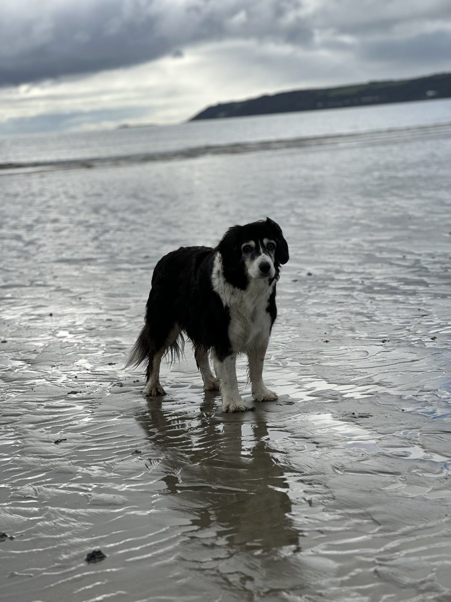 HabasherYanni's tweet photo. #longrock #Kernow #olddogsrule #Kernowdog https://t.co/fb7hFi57VR