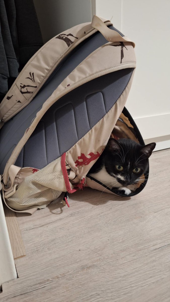 Chromatin organization @pecinka-grp.bsky.social (@pecinka_grp) on Twitter photo Today is National Cat day. This is Kamui, the cat from <a href="/KKaduchova/">Kateřina Kaduchová</a>. She wanted to join her to work to celebrate with us 🤣🎉 Today is National Cat day. This is Kamui, the cat from <a href="/KKaduchova/">Kateřina Kaduchová</a>. She wanted to join her to work to celebrate with us 🤣🎉