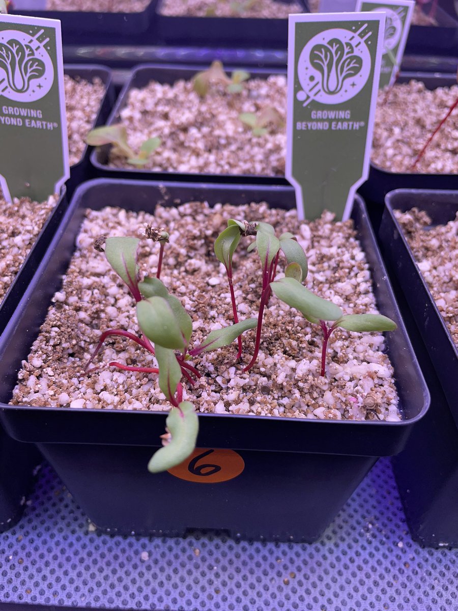 Ms Ro-Do tweet media