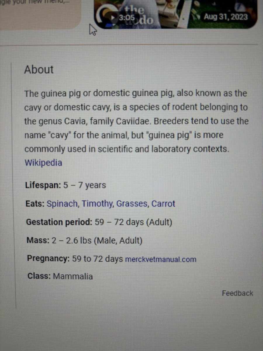 I genuinely had no idea that the guinea pig is the natural predator of dudes named Timothy.