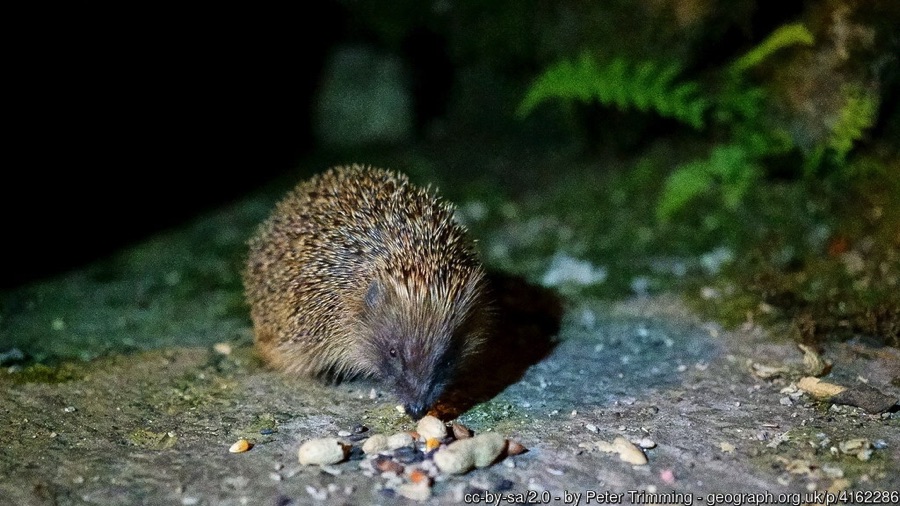 How to look after nature this Halloween:
🦇Choose plastic-free decorations
🧨Think twice about fireworks
🎃Make pumpkin soup (or pie)
🦔Don’t burn a bonfire
More: bit.ly/3NFSEQn
#autumn #wildlife
(Image: Peter Trimming / Geograph)