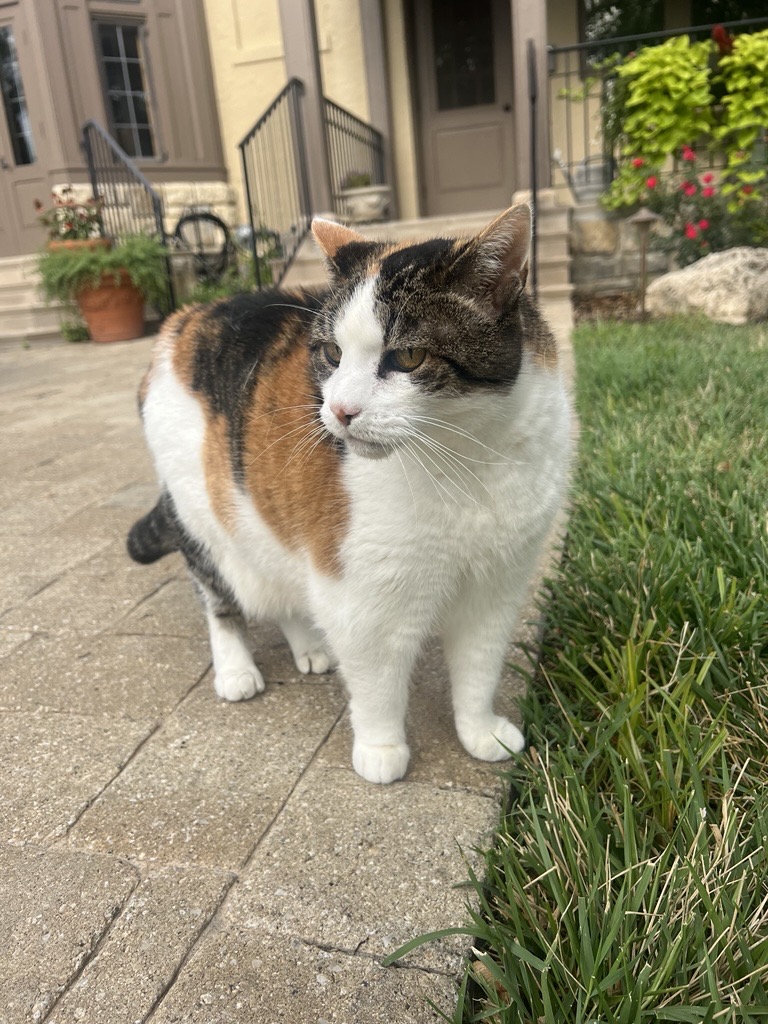 National Cat Day, you say? Sounds like the purrrfect time to celebrate me!