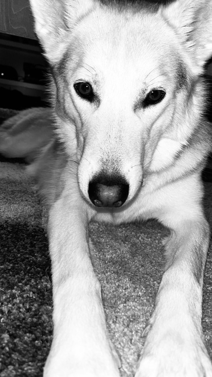 _Spadesz's tweet photo. My guy #GermanShepherd #husky https://t.co/a1mQtWbhb2
