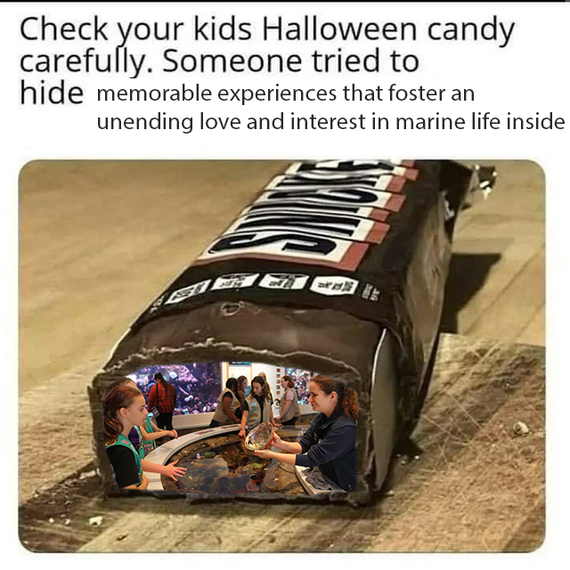 orcoastaquarium's tweet image. You didn't find memorable experiences that foster an unending love and interest in marine life hidden in your kid's candy? Don't worry--we've got you covered. 💙

Plan your visit at aquarium.org 🌊

#Halloween #CandyCheck #OregonCoast #OregonCoastAquarium