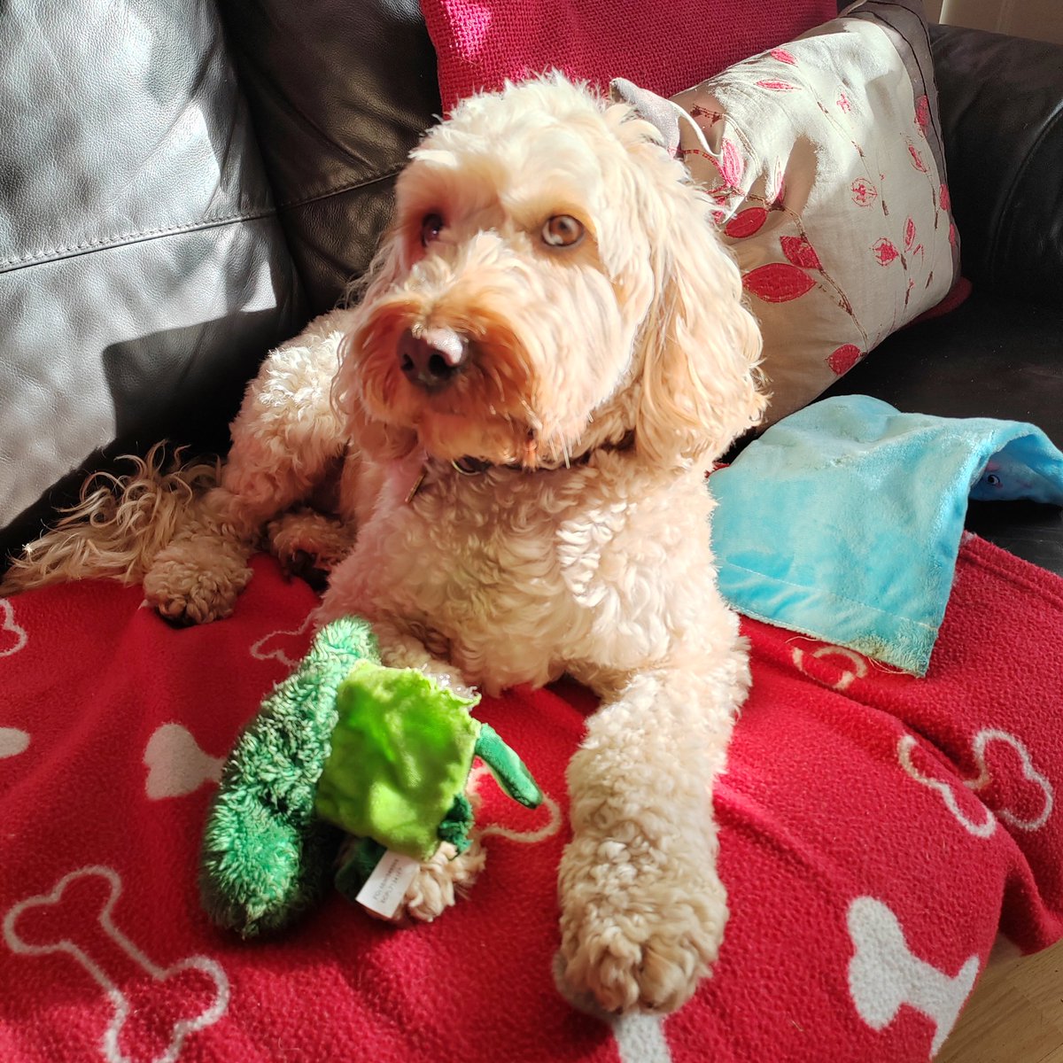 Ian Boddison tweet media