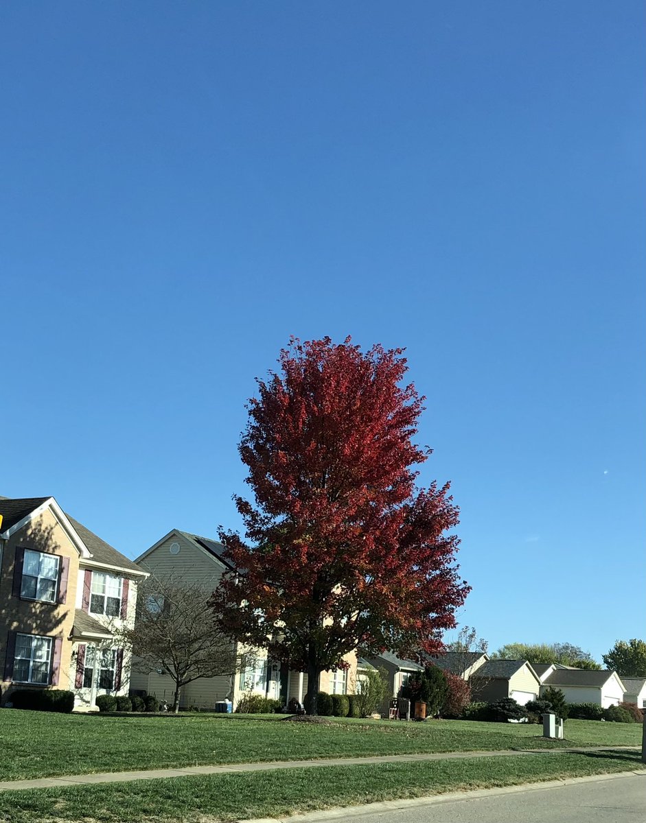 ctrymaus's tweet photo. Autumn Colours, October 24, 2024 #swohio #cincywx #autumn #fall https://t.co/FCMWJ54pHL