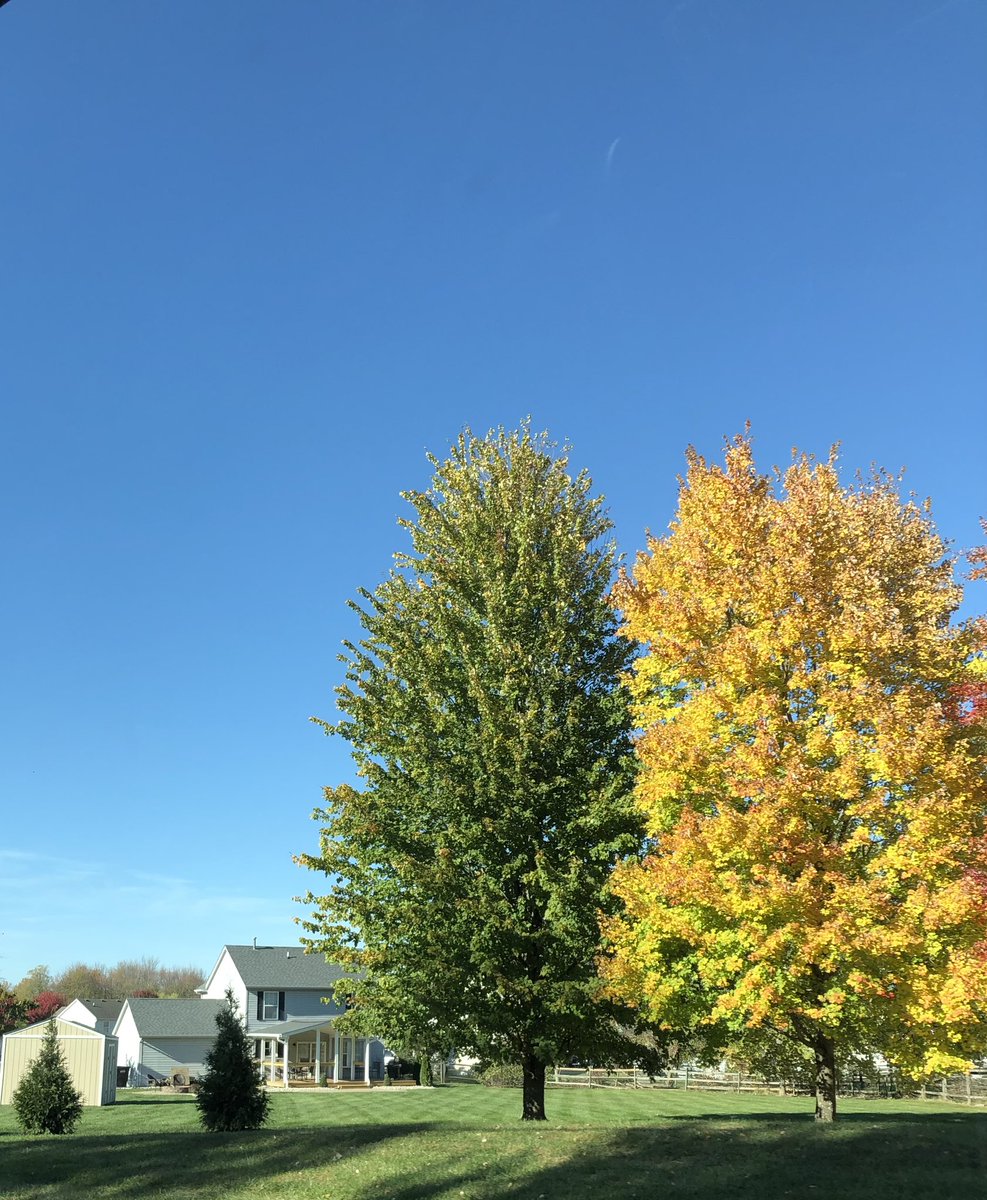 ctrymaus's tweet photo. Autumn Colours, October 24, 2024 #swohio #cincywx #autumn #fall https://t.co/FCMWJ54pHL