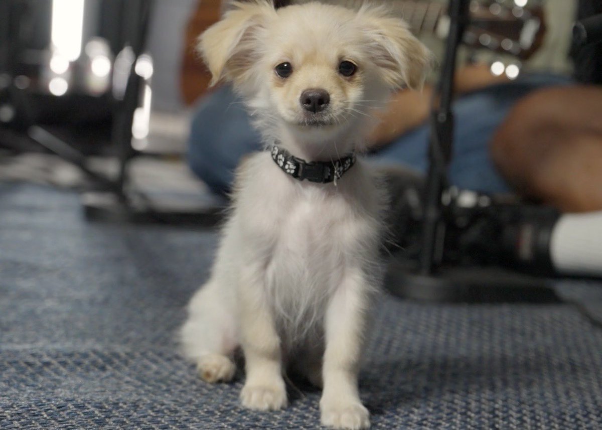 WeRateDogs tweet media