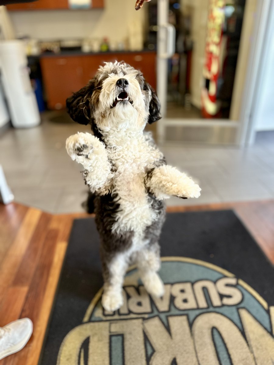 Circle Subaru tweet media