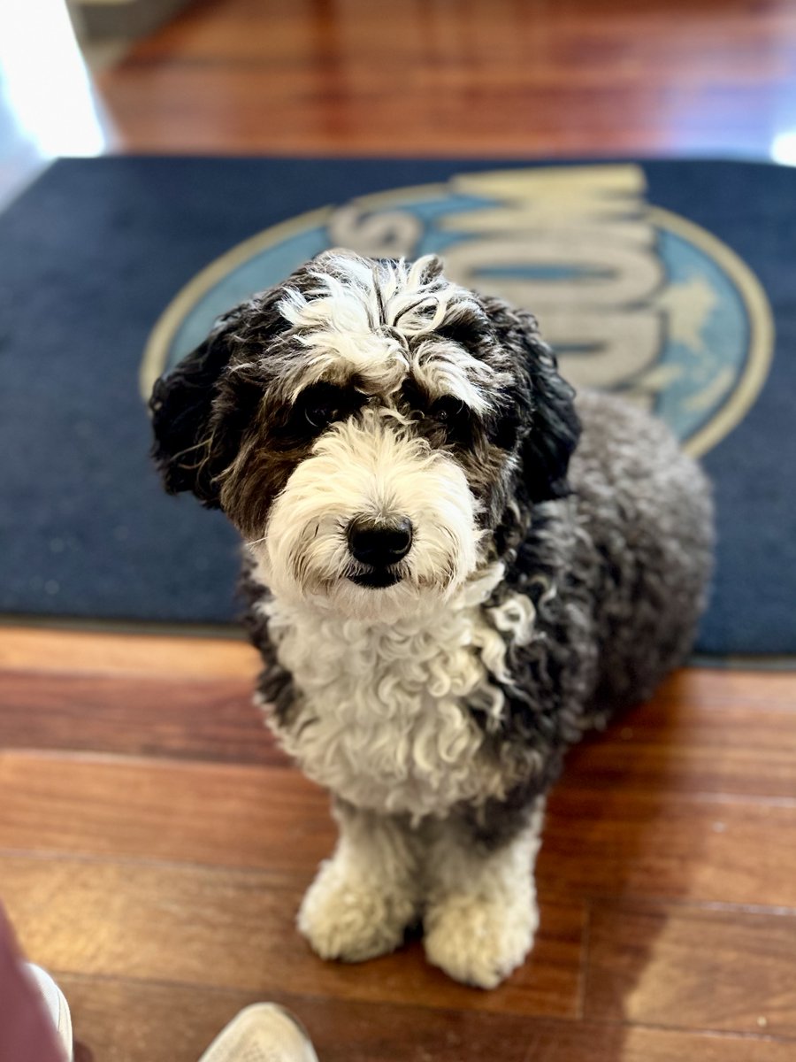 Circle Subaru tweet media