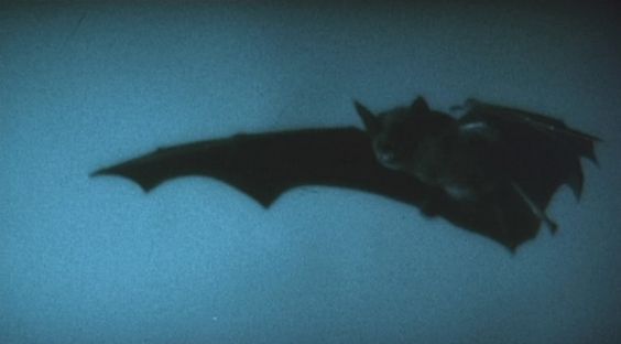 hakaelll's tweet image. 