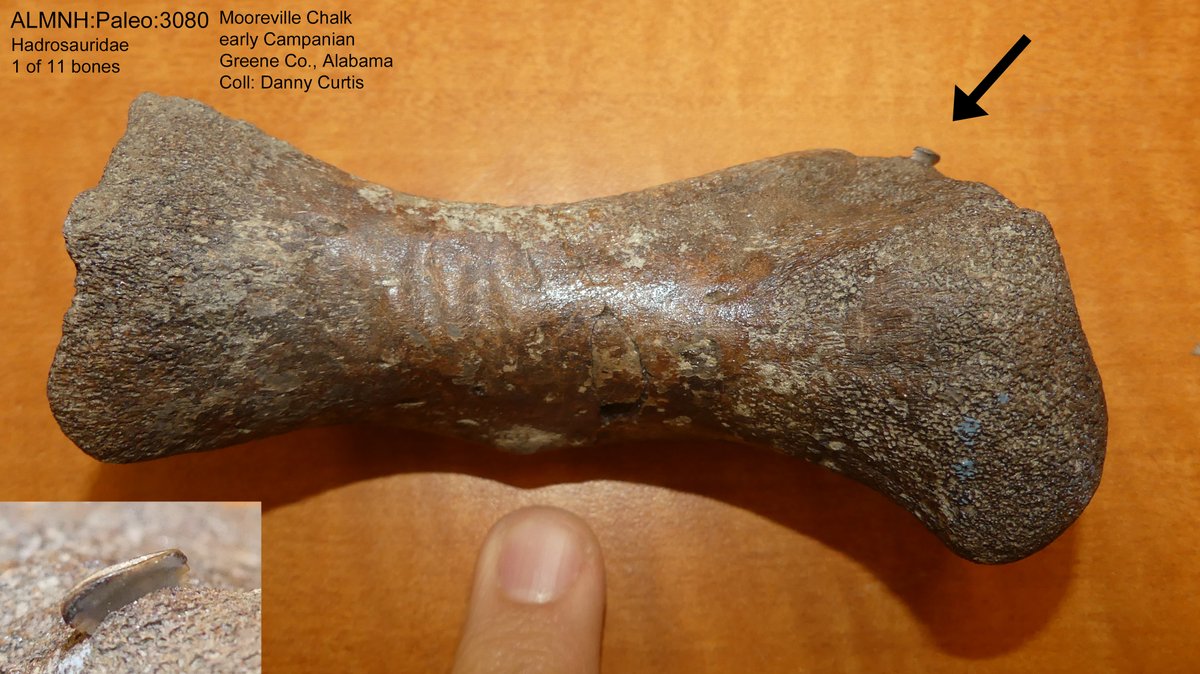 Dr. Adiel Klompmaker @paleoadiel.bsky.social (@paleoadiel) on Twitter photo True gem of the <a href="/UAMNH/">Alabama Museum of Natural History</a> <a href="/uamuseums/">UA Museums</a> collection: Dinosaur (Hadrosauridae) foot bone with a Squalicorax kaupi shark tooth stuck in it! 🦈 Scavenging ~82 million years ago in Alabama. Come see in person on Nov 2 during AL National Fossil Day (t.ly/z74in)! #FossilFriday True gem of the <a href="/UAMNH/">Alabama Museum of Natural History</a> <a href="/uamuseums/">UA Museums</a> collection: Dinosaur (Hadrosauridae) foot bone with a Squalicorax kaupi shark tooth stuck in it! 🦈 Scavenging ~82 million years ago in Alabama. Come see in person on Nov 2 during AL National Fossil Day (t.ly/z74in)! #FossilFriday