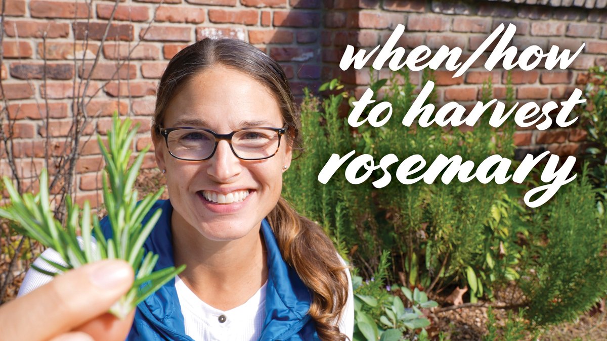 askresprout's tweet photo. Pick your #rosemary so it keeps #growing! Learn how &amp; when to #harvest leaves, incl. 7 tips on growing, pruning, washing, drying, storing, shaping, &amp; promoting growth. https://t.co/cmuun6PQmn https://t.co/t8eThberEH