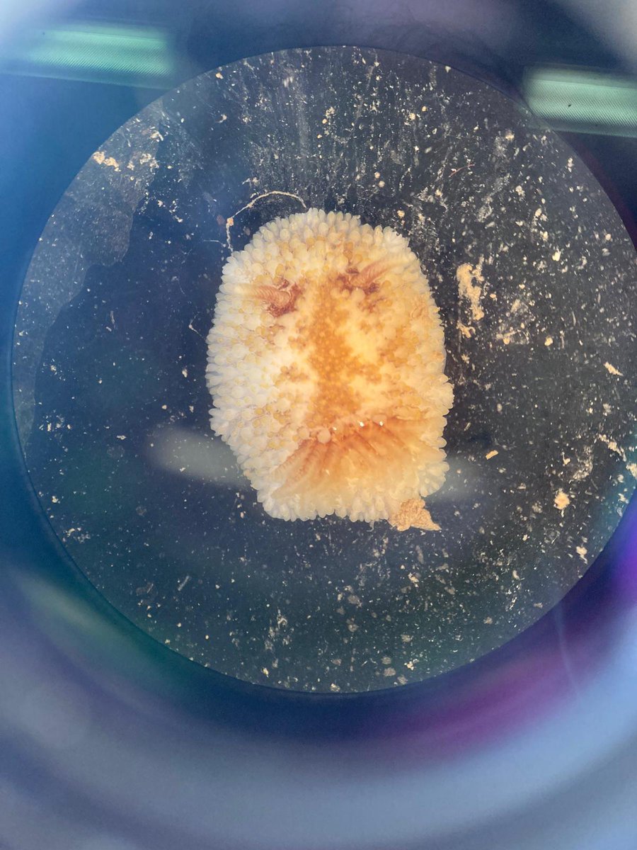 WildBelfast's tweet photo. It's #SeaSlugDay so here are some of the nudibranchs seen this year by Wild Belfast!
Photo credits @BajkoRebekah https://t.co/3Gn76Oh7yO