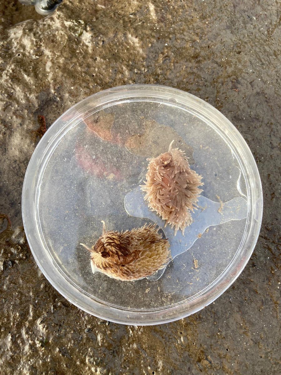 WildBelfast's tweet photo. It's #SeaSlugDay so here are some of the nudibranchs seen this year by Wild Belfast!
Photo credits @BajkoRebekah https://t.co/3Gn76Oh7yO