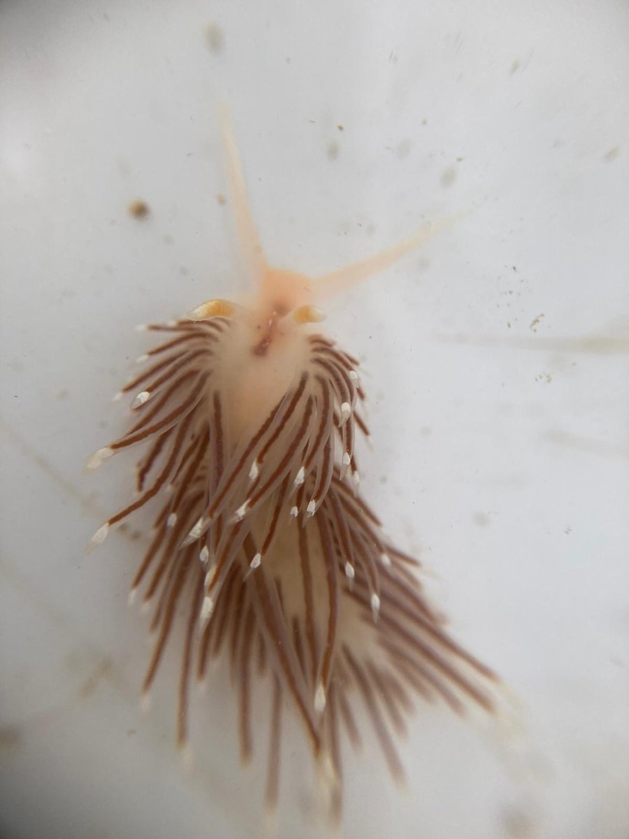 WildBelfast's tweet photo. It's #SeaSlugDay so here are some of the nudibranchs seen this year by Wild Belfast!
Photo credits @BajkoRebekah https://t.co/3Gn76Oh7yO