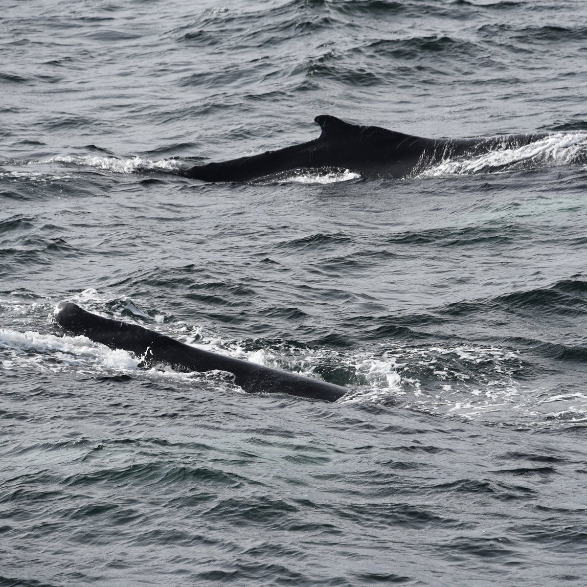 Matt Oram tweet media