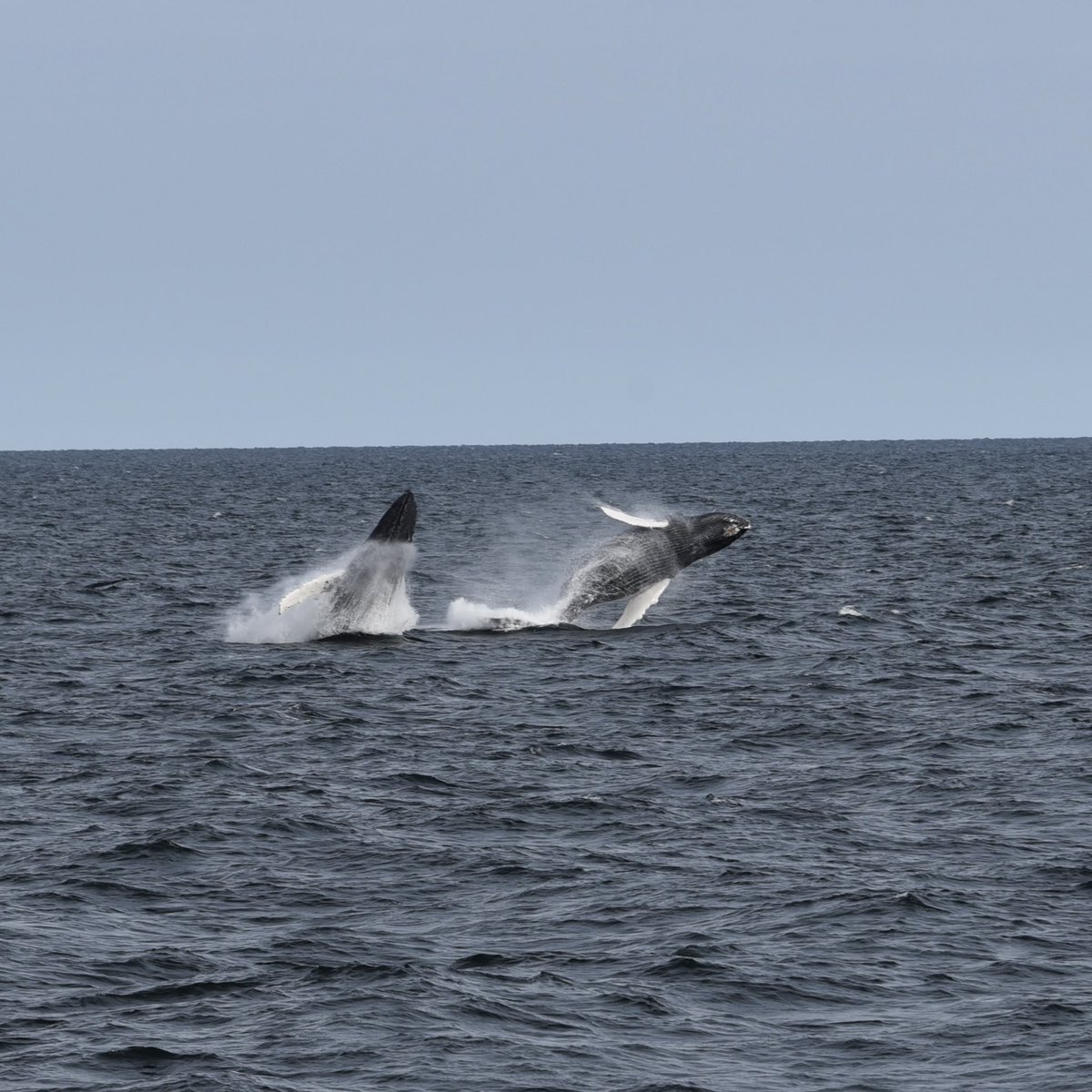 Matt Oram tweet media