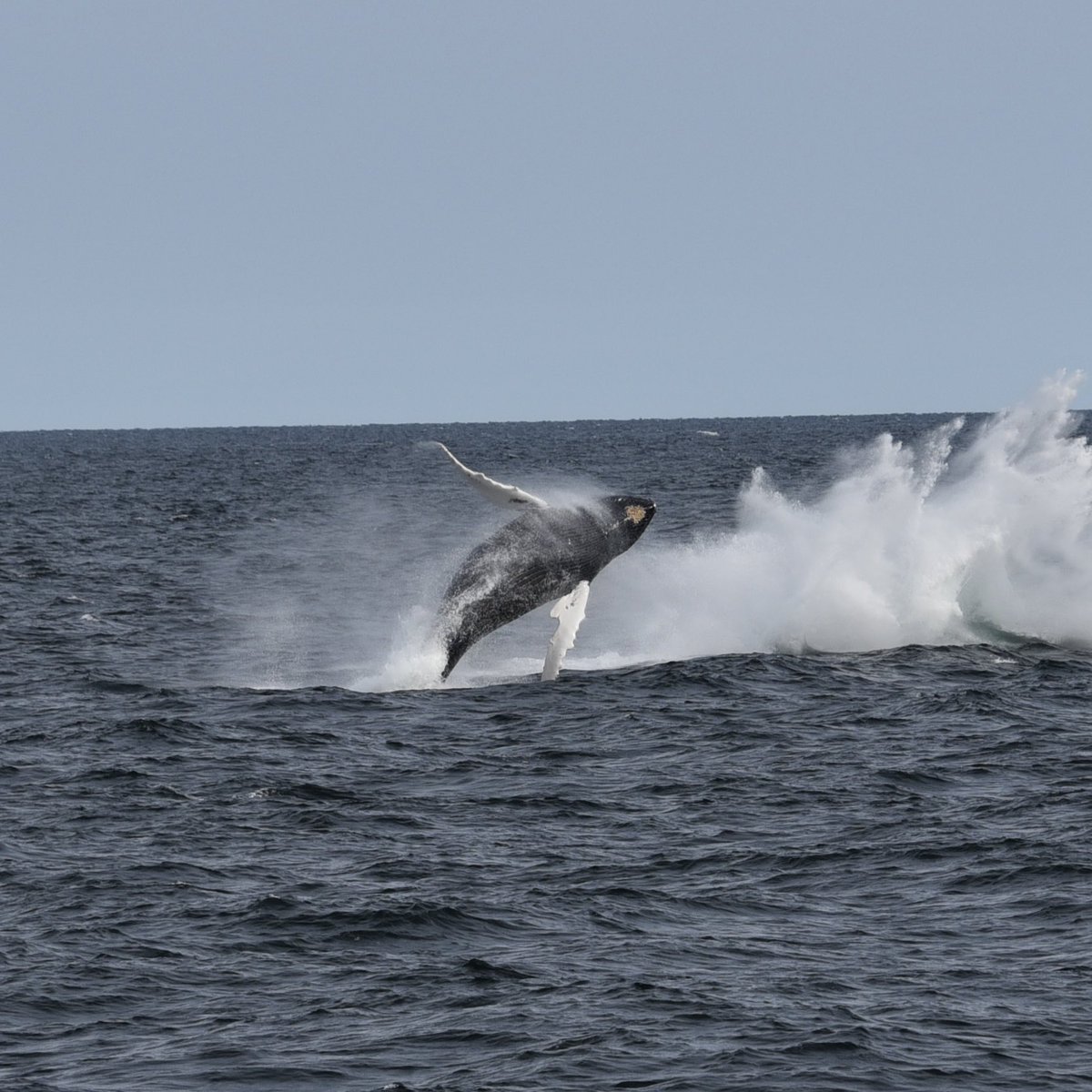 Matt Oram tweet media