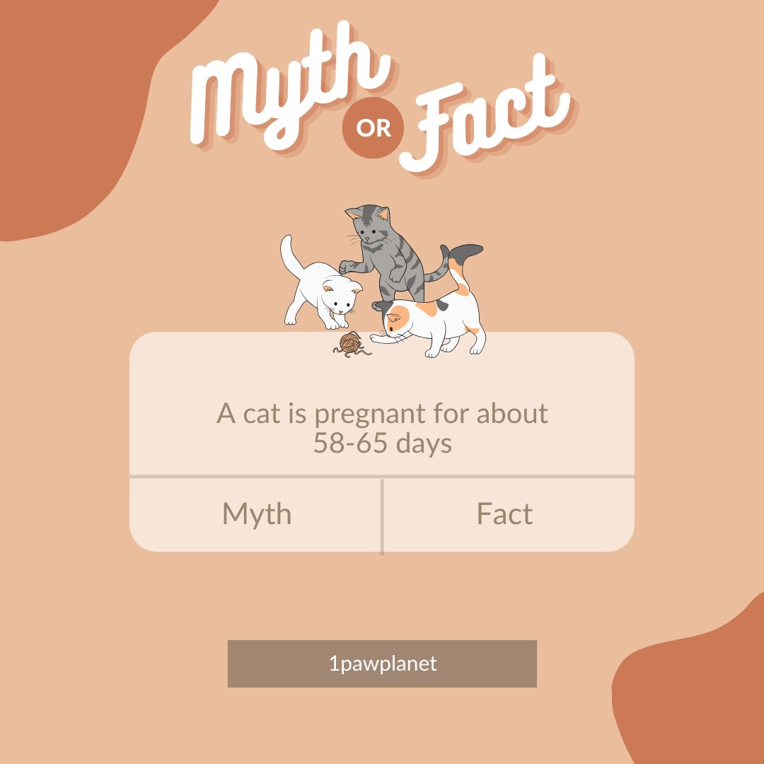 1Pawplanet's tweet photo. 🐾 Myth or Fact? Did you know that a cat’s pregnancy typically lasts around 65 days? That’s just over two months! #CatFacts #KittenSeason #PetCare https://t.co/YyfeBbNwDw