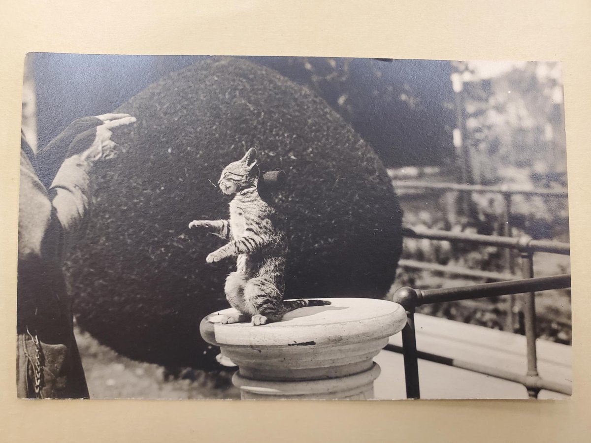 Oh my! We almost missed National Cat Day. If we had, you would have needed to wait a whole year to see these pics of cats wearing top hats! The cats don't look too happy, but we think they are cute. From the James B. and John J. McNamara papers. <a href="/UCLibraries/">UC Libraries</a> #catswithhats