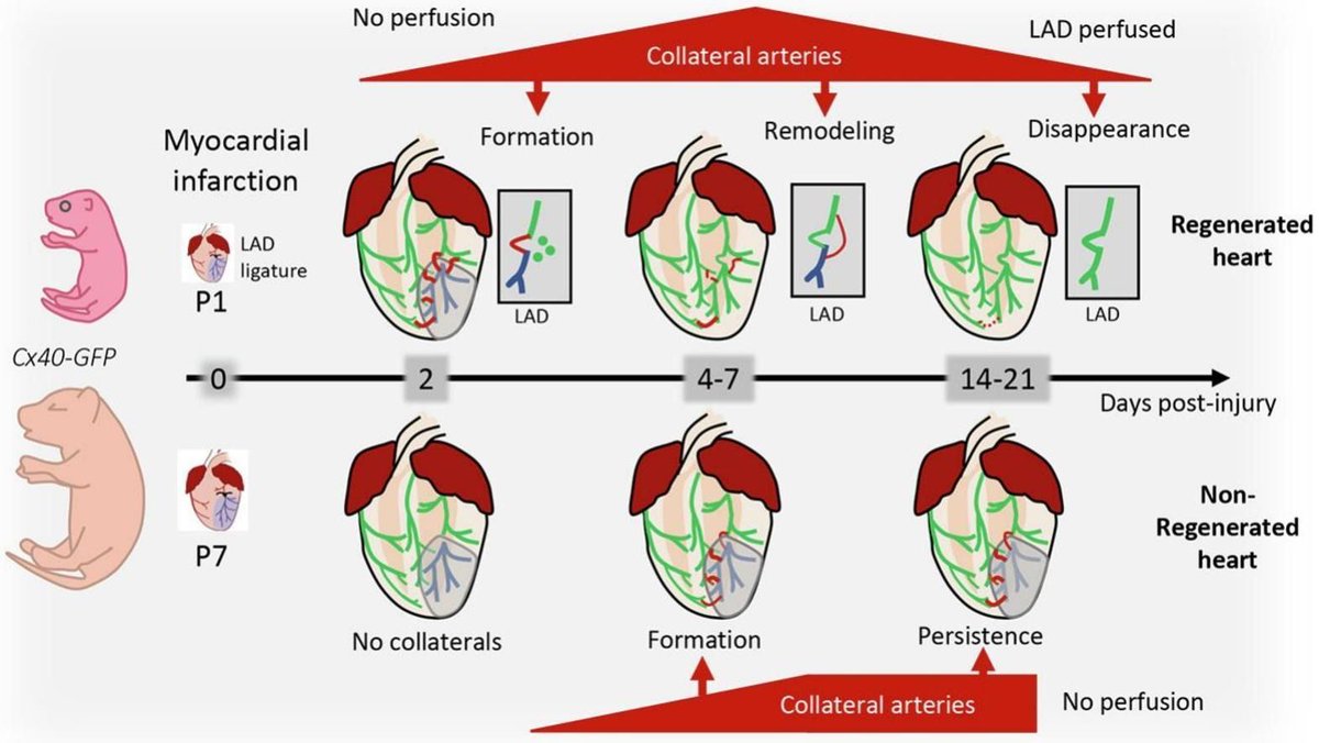 Journal of Molecular and Cellular Cardiology (@jmccardiology) on Twitter photo 🚨 Editor's Choice! 🚨 Research from <a href="/IBDMmarseille/">IBDM</a> shows the growth of collaterals promotes cardiac perfusion and drives arterial coronary repair during cardiac regeneration.
Read now: buff.ly/3NKLRVD
<a href="/k8weeks/">Dr Kate Weeks</a> @vagnozzirj @monikagladka <a href="/ELS_Cardiology/">Elsevier Cardiology</a> 🚨 Editor's Choice! 🚨 Research from <a href="/IBDMmarseille/">IBDM</a> shows the growth of collaterals promotes cardiac perfusion and drives arterial coronary repair during cardiac regeneration.
Read now: buff.ly/3NKLRVD
<a href="/k8weeks/">Dr Kate Weeks</a> @vagnozzirj @monikagladka <a href="/ELS_Cardiology/">Elsevier Cardiology</a>