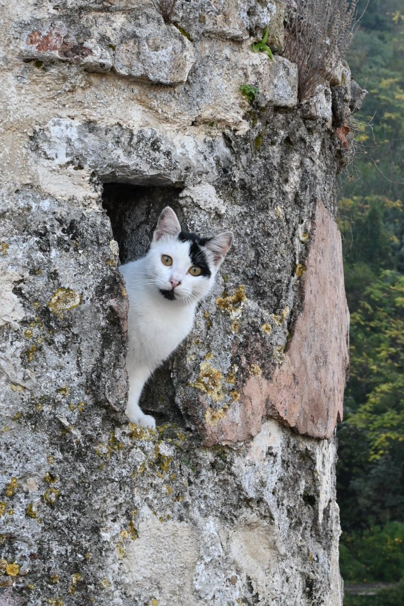 A little trip to #Montenegro 🇲🇪 #Kotor The City of Cats 🐈.  Beautiful scenery, swims in the bay, dolphins at sunset, and so many cats. Quality time with family. So very blessed. #octoberholidays #mybestlife <a href="/jet2tweets/">Jet2tweets</a> #daretodream