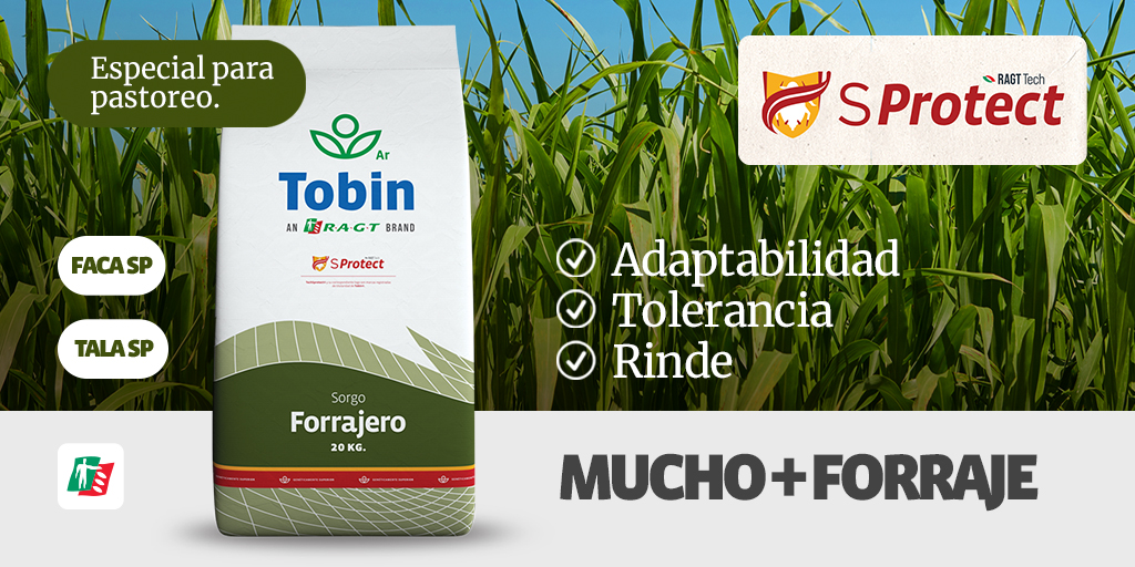 MUCHO + #FORRAJE
PROBÁ CON NUESTROS INDISCUTIBLES, TALA SP Y FACA SP.

Potenciá tu producción con un material que resista el estrés hídrico y tolere al Pulgón Amarillo. Nuestros #sorgos forrajeros con tecnología #SProtect®, pueden brindarte adaptabilidad, sanidad, y rinde.

#RAGT