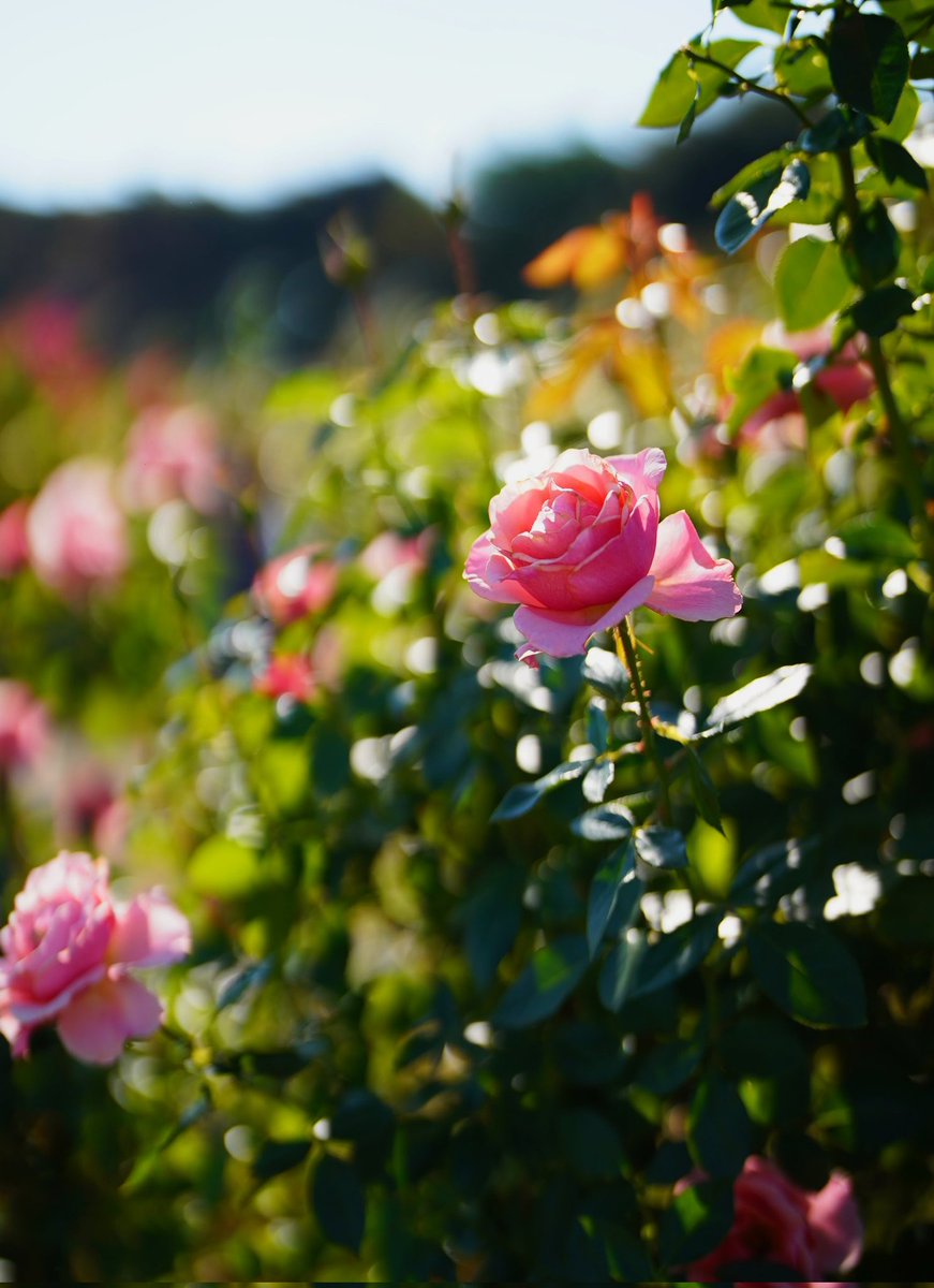 Mitsuketyattano's tweet photo. .
10月30日
週の真ん中水曜日
おはようございます

🌿��🍃🥀🌿🏵️🍃🥀🌿🌹🍃

今日もあなたが
たくさんの笑顔に包まれますように🍀

#TLを花でいっぱいにしよう https://t.co/ncn1co1aol
