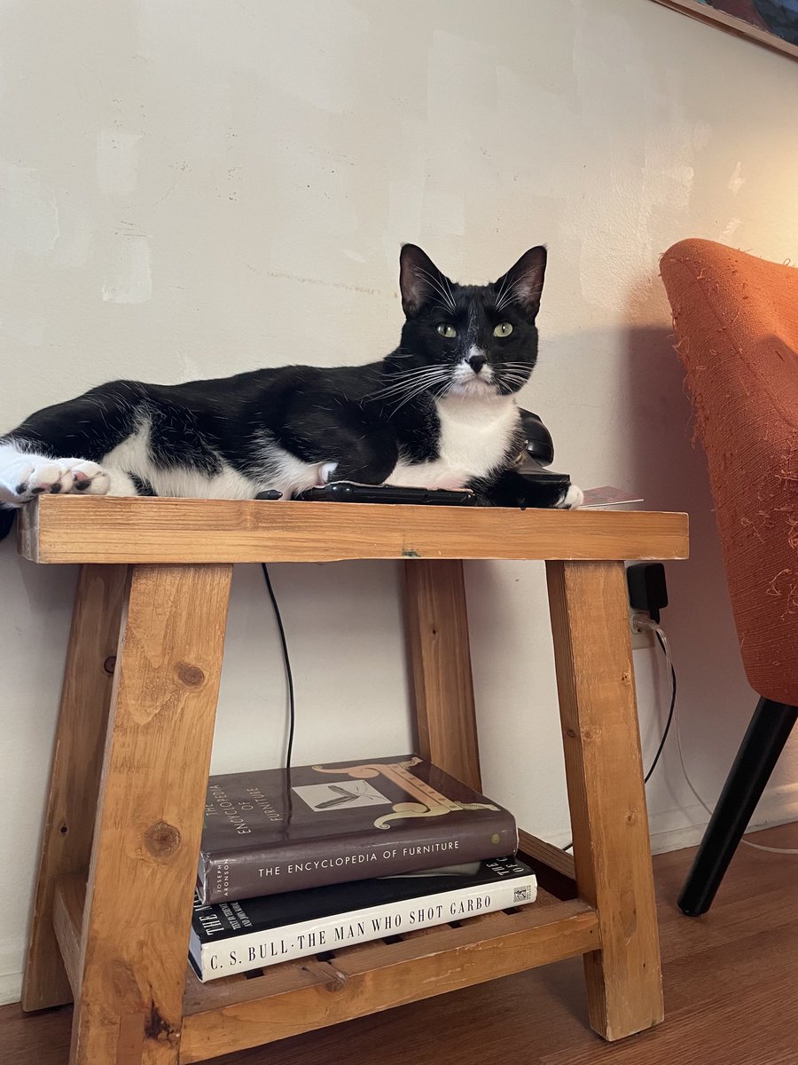 Half of our better halves 🐈‍⬛🐈‍⬛ #nationalcatday