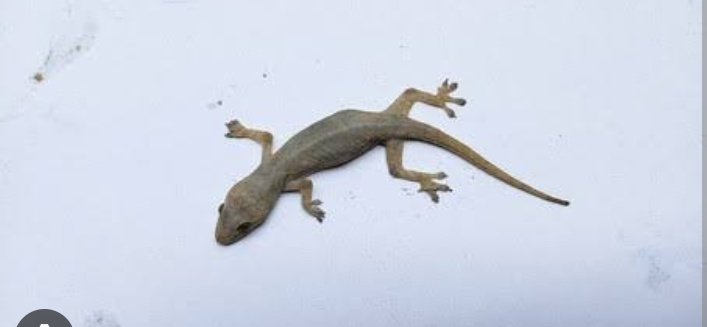 TORI_VEE's tweet photo. Why them no dey allow us kill this thing for house??
#NYSC #peller https://t.co/gZ2bkGpXqs