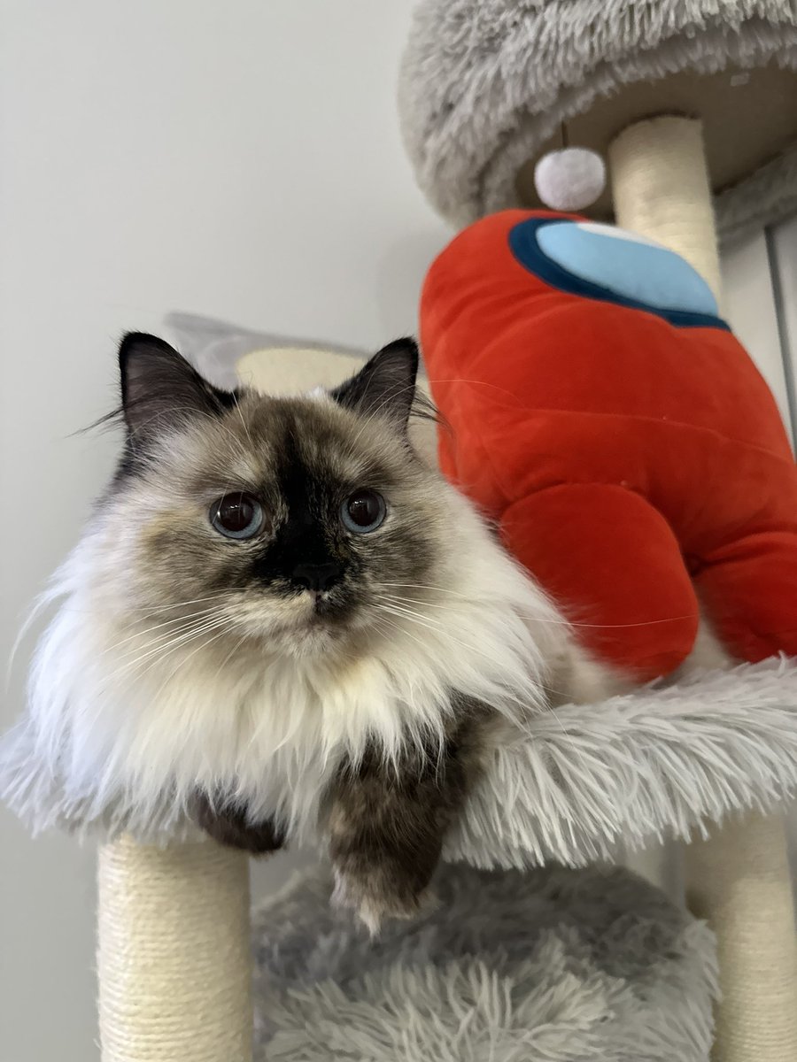 CTG | Riddles tweet media