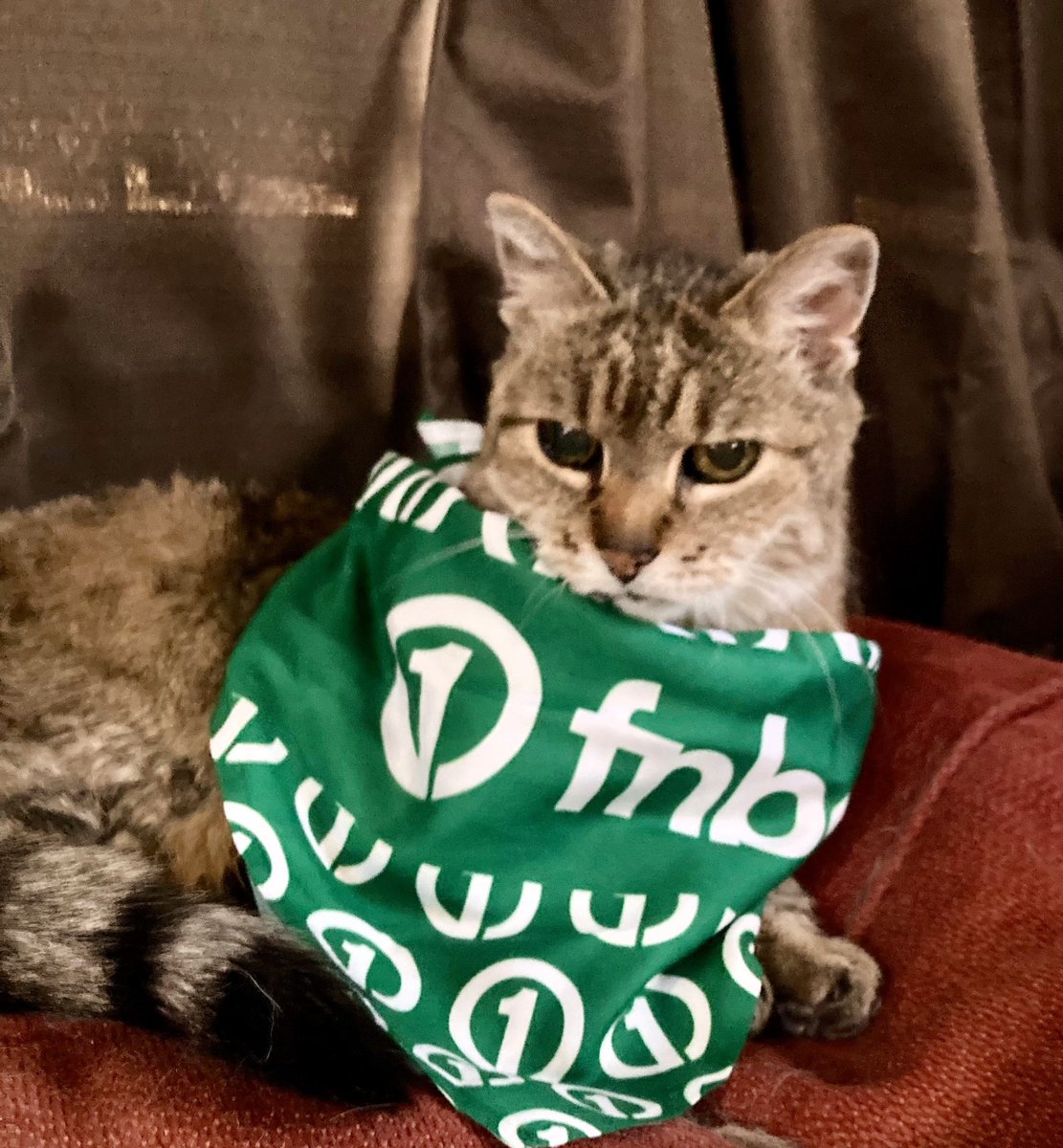 fnbo's tweet photo. Celebrating #NationalCatDay with the purr-fect FNBO ambassador! πΎ Our furry friend is rocking an FNBO bandana and spreading some serious sass! π±π #FNBO #CatDay https://t.co/aLtRHanAb4