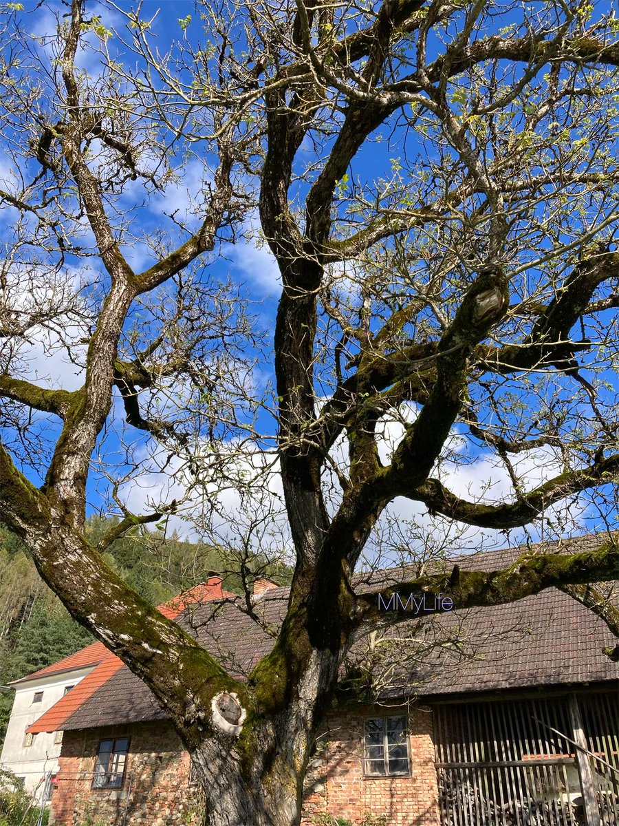 ManuelaMravlak's tweet photo. You give me strength, you give me support and so much love…💙

#NaturePhotography #Austria 🇦🇹
#MyPowerTree #Tree #TreePeople 🌲 
@ThePhotoHour #NatureBeauty ☁️🤍
#TuesdayFeeling #ThickTrunkTuesday 🍀 https://t.co/EcjQpCQ718