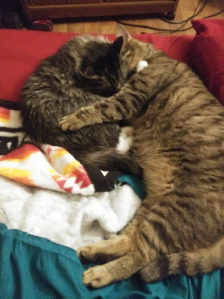 neekmickey's tweet photo. Today, I found my cat and shes moved on 💔😭 my poor Ceasar, her mate is lost without her. I reassured him that "Andy will get us through this tough time. Lucy loved @blackveilbrides too" he won't do anything unless this music is in the background https://t.co/AyhV022vzn