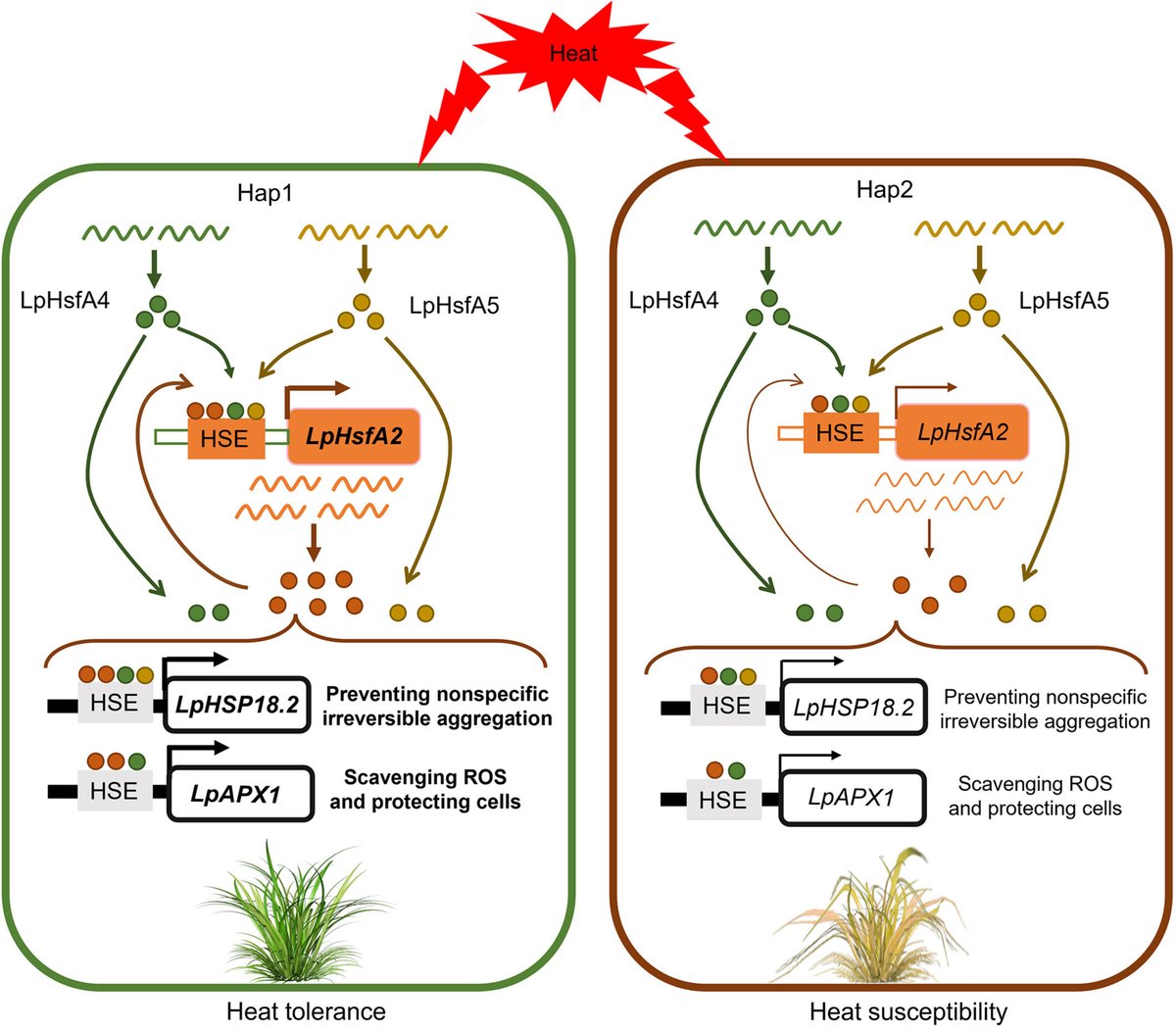 Pivotal gene found to confer heat tolerance in perennial ryegrass phys.org/news/2024-10-p… /via <a href="/physorg_com/">Phys.org</a>