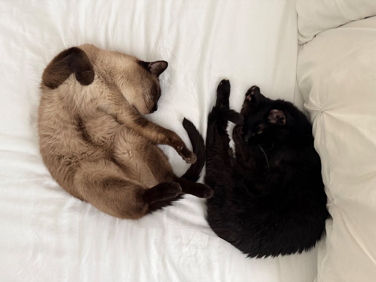 zenworm (not parody) 🎃 tweet media