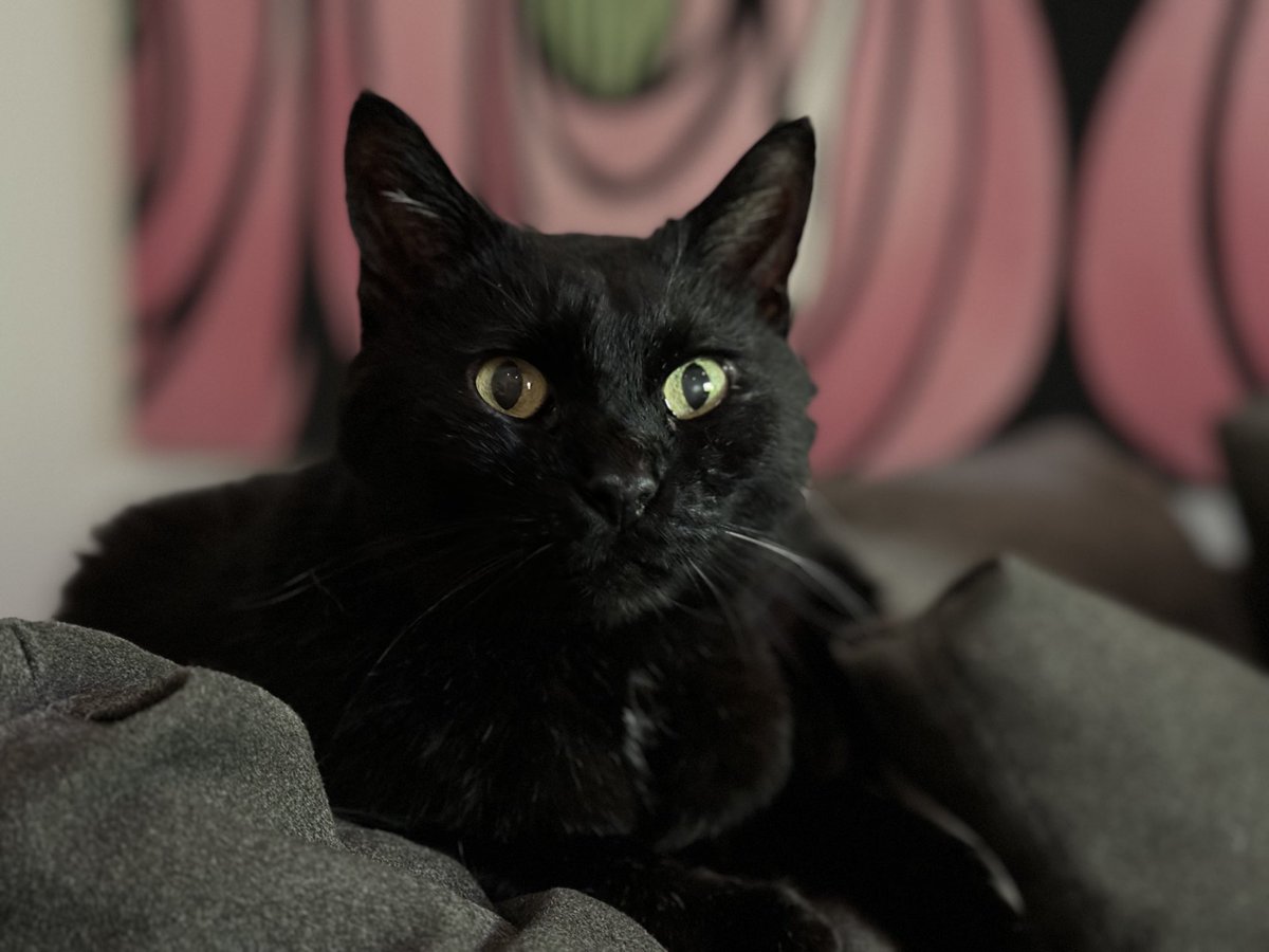 zenworm (not parody) 🎃 tweet media